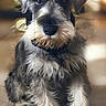 adorable, animal, attention, beard, canine, carpet, companion, cute, dog, ears, eyes, fluffy, fur, indoor, pet, portrait, puppy, schnauzer, sitting, young