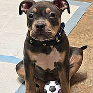 Babyblu joined the competition — help win amazing prizes! animal, black, brown, collar, cute, dog, domestic, ears, floor, indoor, paws, pet, playful, puppy, sitting, small, tile, training_pad, white, young