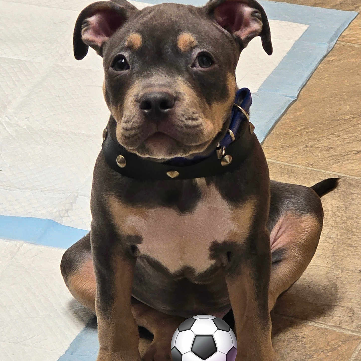 Babyblu