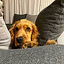 Appy a rejoint le concours — aidez-le/la à gagner de superbes lots ! animal, closeup, couch, cozy, curtains, cute, dog, eyes, fur, golden_retriever, home, indoor, looking, nose, paw, pet, pillow, puppy, relaxed, resting