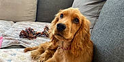 Appy participe au concours pour gagner de l'argent avec cette photo : dog, puppy, golden_fur, couch, indoor, toy, rope_toy, pet, animal, cozy, blanket, looking_up, fur, ears, collar, cute, relaxed, home, canine, companion
