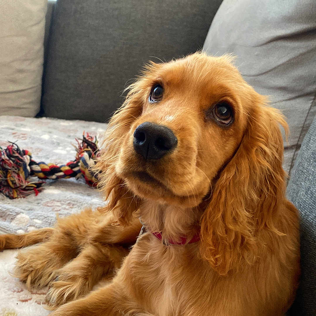 Appy participe au concours pour gagner de l'argent avec cette photo : animal, blanket, canine, collar, companion, couch, cozy, cute, dog, ears, fur, golden_fur, home, indoor, looking_up, pet, puppy, relaxed, rope_toy, toy