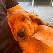 Appy participe au concours pour gagner de l'argent avec cette photo : animal, bench, black_shirt, close_up, companion, cozy, cute, dog, fur, golden_retriever, nap, outdoor, person, pet, puppy, relaxation, resting, sleeping, tile_floor, warm_light