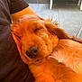 animal, bench, black_shirt, close_up, companion, cozy, cute, dog, fur, golden_retriever, nap, outdoor, person, pet, puppy, relaxation, resting, sleeping, tile_floor, warm_light