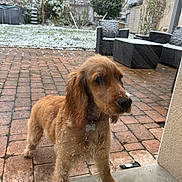 Appy participe au concours pour gagner de l'argent avec cette photo : dog, puppy, golden_retriever, snow, outdoor, patio, brick_floor, wicker_furniture, garden, doorstep, curious, winter, cold, fur, pet, animal, canine, snowflakes, daytime, house