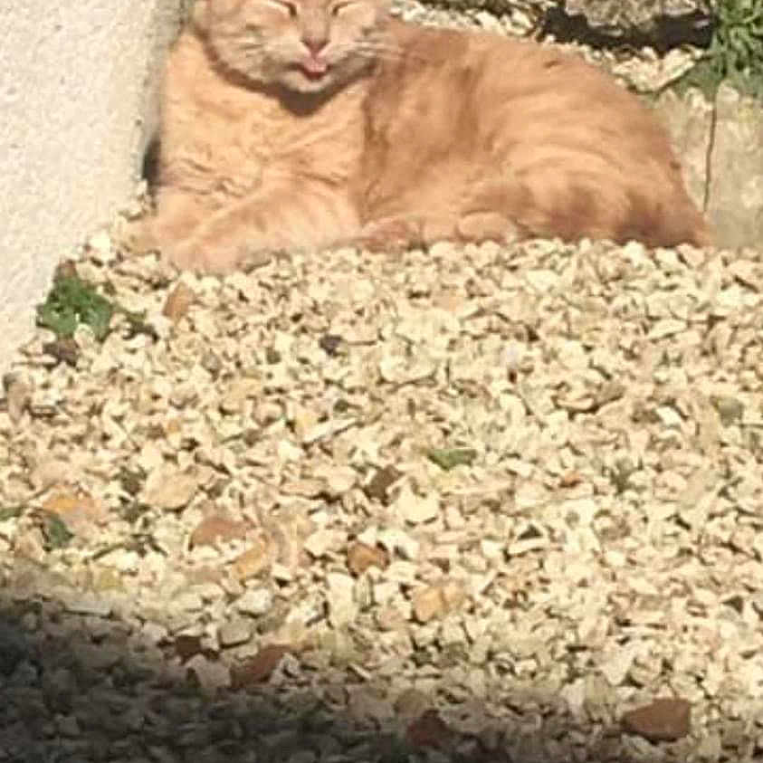 Amo participe au concours pour gagner de l'argent avec cette photo : abyssinian, angora, animal, backyard, cat, gravel, kitten, manx, nature, outdoors, path, pebble, pet, plant, pottedplant, road, rock, rubble, slate, yard