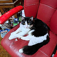 Newman joined the competition — help win amazing prizes! cat, black_and_white, feline, pet, chair, red_leather, indoor, furniture, fluffy, relaxed, yellow_eyes, claw, scratched_chair, wooden_cabinet, household_items, carpet, domestic, resting, curled_tail, close_up