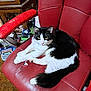 cat, black_and_white, feline, pet, chair, red_leather, indoor, furniture, fluffy, relaxed, yellow_eyes, claw, scratched_chair, wooden_cabinet, household_items, carpet, domestic, resting, curled_tail, close_up