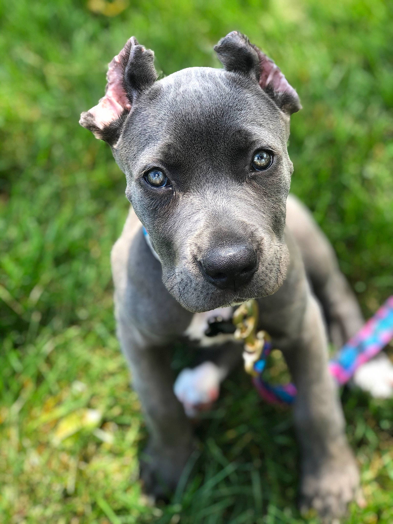 Moncler is registered to the contest to win money with this photo: american_pit_bull_terrier, american_staffordshire_terrier, bull_and_terrier, canidae, canis_panther, carnivore, dog, dog_breed, fawn, grass, mammal, non_sporting_group, pit_bull, plant, puppy, rare_breed_dog, snout, sporting_group, terrier, vertebrate