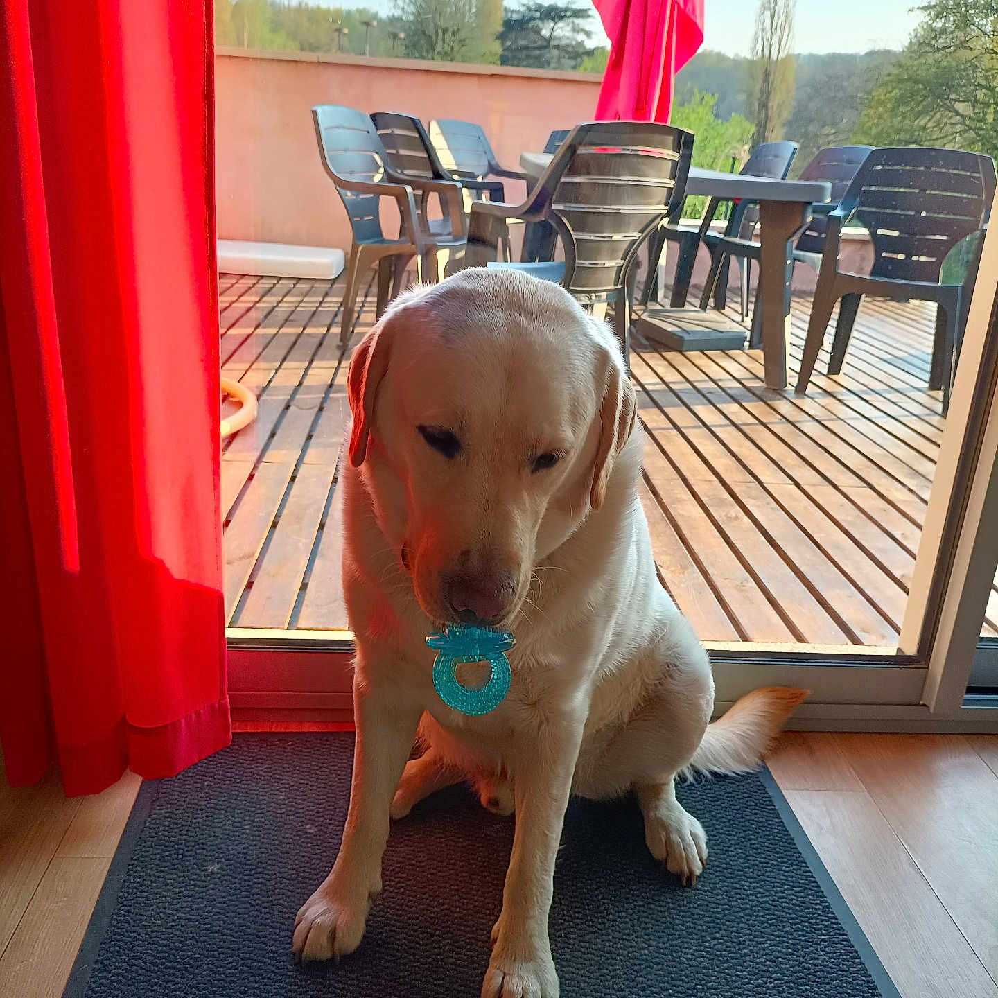 Hoxy participe au concours pour gagner de l'argent avec cette photo : animal, architecture, building, canine, deck, diningtable, dog, furniture, house, housing, indoors, interiordesign, labradorretriever, outdoors, pet, porch, puppy, shelter, table, wood