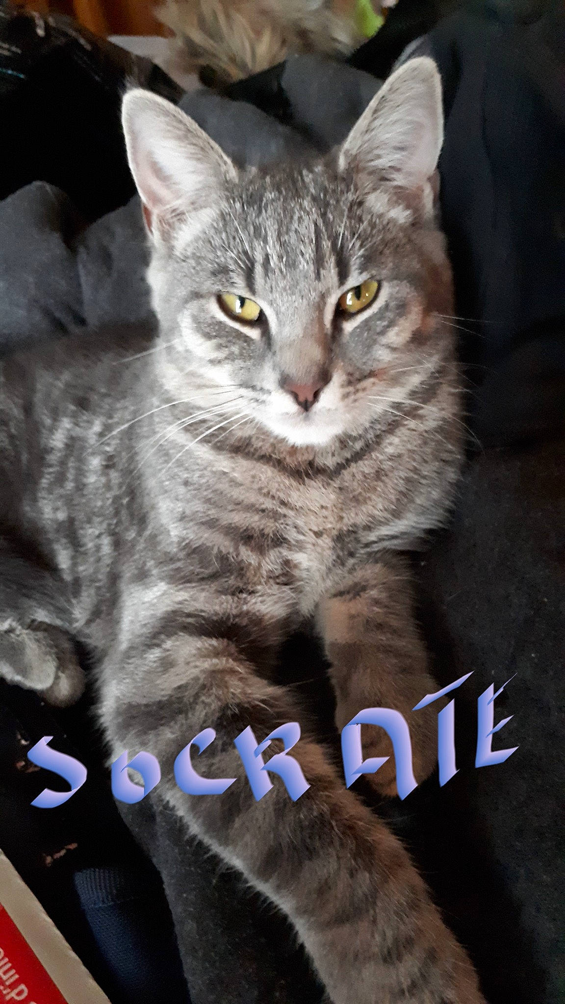 Socrate participe au concours pour gagner de l'argent avec cette photo : carnivore, cat, claw, domestic_short_haired_cat, felidae, font, fur, gesture, paw, photo_caption, sitting, small_to_medium_sized_cats, snout, tail, whiskers, window