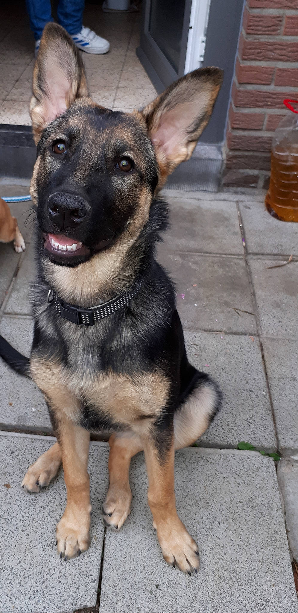 Kyra a rejoint le concours — aidez-le/la à gagner de superbes lots ! carnivoran, dog, dog_breed, dog_breed_group, dog_like_mammal, east_european_shepherd, german_shepherd_dog, king_shepherd, kunming_wolfdog, old_german_shepherd_dog, puppy, snout, vulnerable_native_breeds