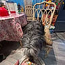 bottle, cake, celebration, chair, container, curtains, decorations, dog, floor, food, hand, indoor, kitchen, pet, plate, refrigerator, snack, table, tablecloth, window