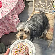 Chapo Vazquez is registered to the contest to win money with this photo: dog, plate, food, person, hand, watching, tablecloth, floral_pattern, chair, floor, indoor, curious, pet, animal, home, table, colorful, watching_dog, human_hand, cozy