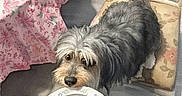 Chapo Vazquez is registered to the contest to win money with this photo: animal, chair, colorful, cozy, curious, dog, floor, floral_pattern, food, hand, home, human_hand, indoor, person, pet, plate, table, tablecloth, watching, watching_dog