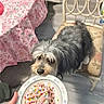 dog, plate, food, person, hand, watching, tablecloth, floral_pattern, chair, floor, indoor, curious, pet, animal, home, table, colorful, watching_dog, human_hand, cozy