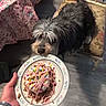 Chapo Vazquez joined the competition — help win amazing prizes! animal, chair, colorful, dog, floor, floral, food, fur, hand, indoor, pattern, person, pet, plate, sniffing, table, tablecloth, waiting, watchful, watching