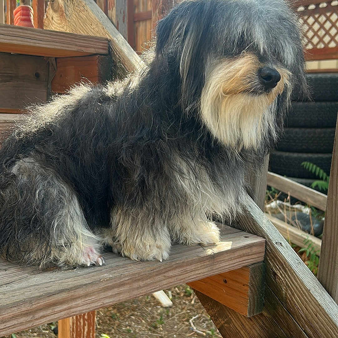 Chapo Vazquez is registered to the contest to win money with this photo: animal, backyard, black_and_white, calm, canine, daylight, dog, domestic, fence, fur, nature, outdoor, pet, porch, quiet, shaggy_fur, sitting, sunlight, wood, wooden_steps