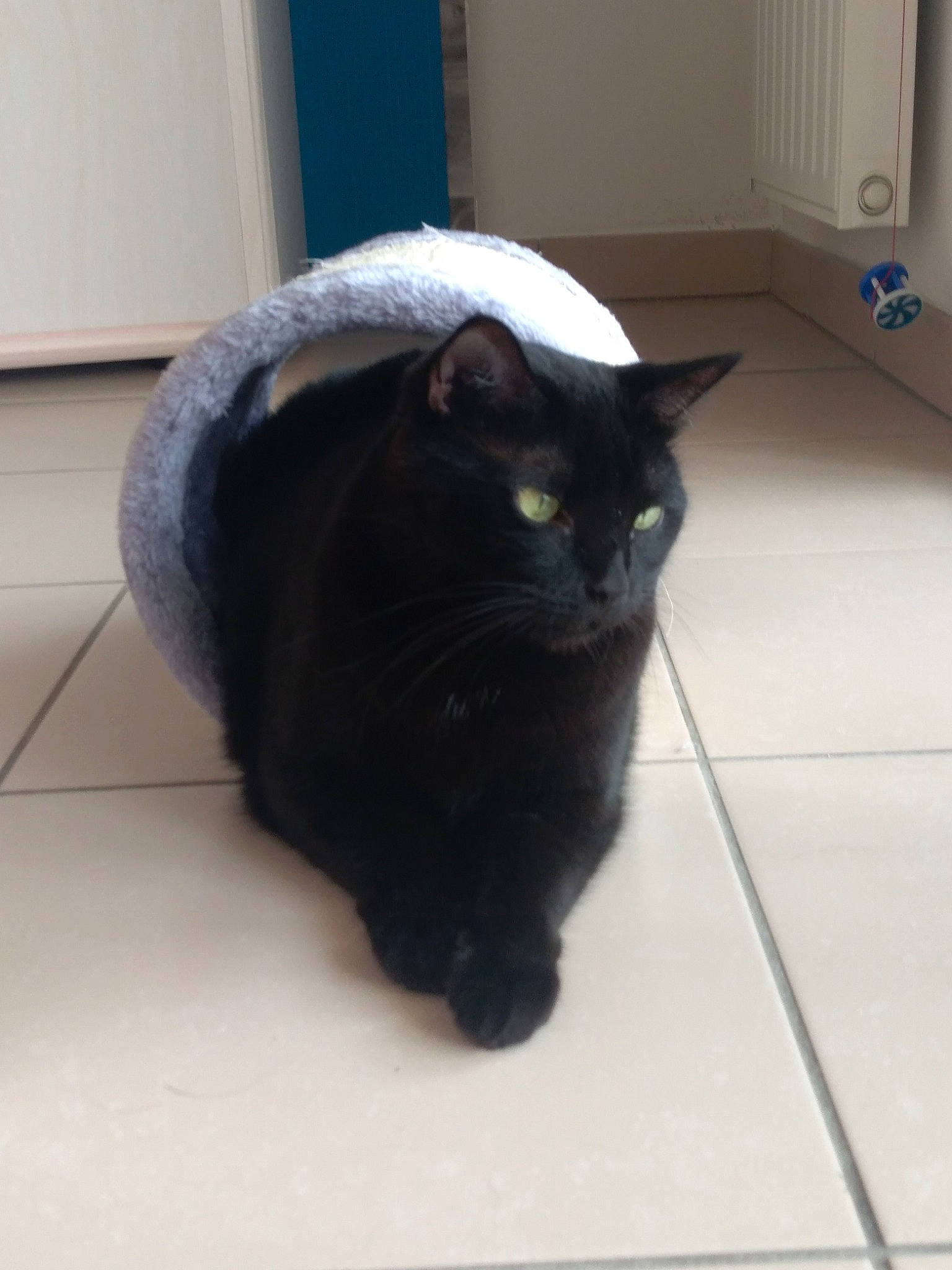 Cachou participe au concours pour gagner de l'argent avec cette photo : black, black_cat, bombay, carnivore, cat, domestic_long_haired_cat, domestic_short_haired_cat, european_shorthair, eye, felidae, floor, flooring, fur, mammal, small_to_medium_sized_cats, snout, tail, tile, whiskers