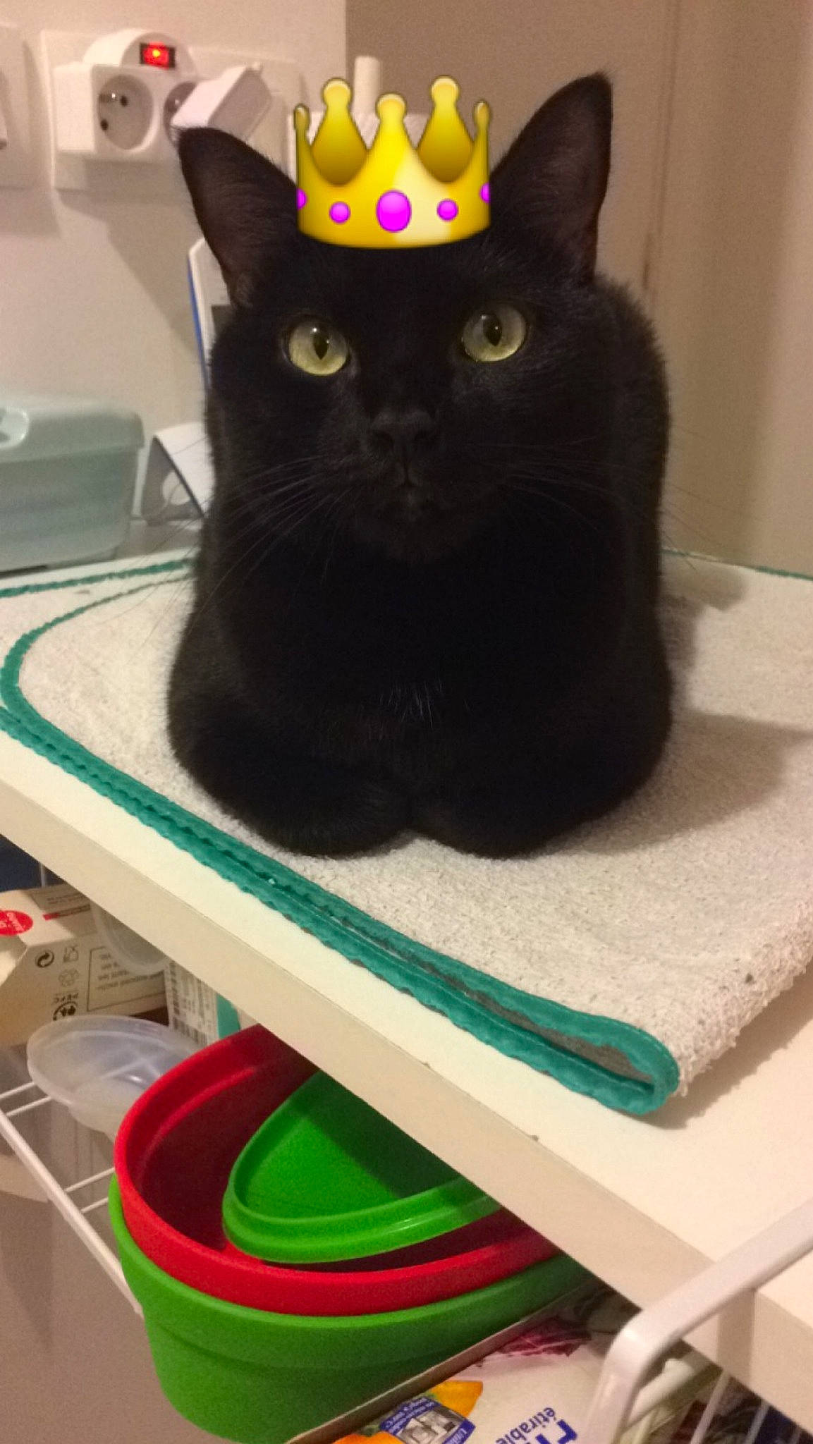 Cachou a rejoint le concours — aidez-le/la à gagner de superbes lots ! asian, black, black_cat, bombay, british_shorthair, carnivore, cat, domestic_short_haired_cat, felidae, korat, small_to_medium_sized_cats, whiskers