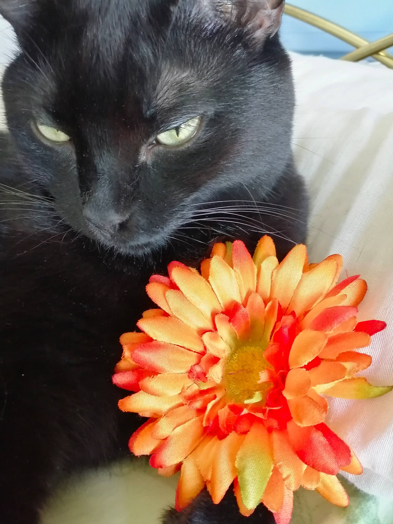 Cachou