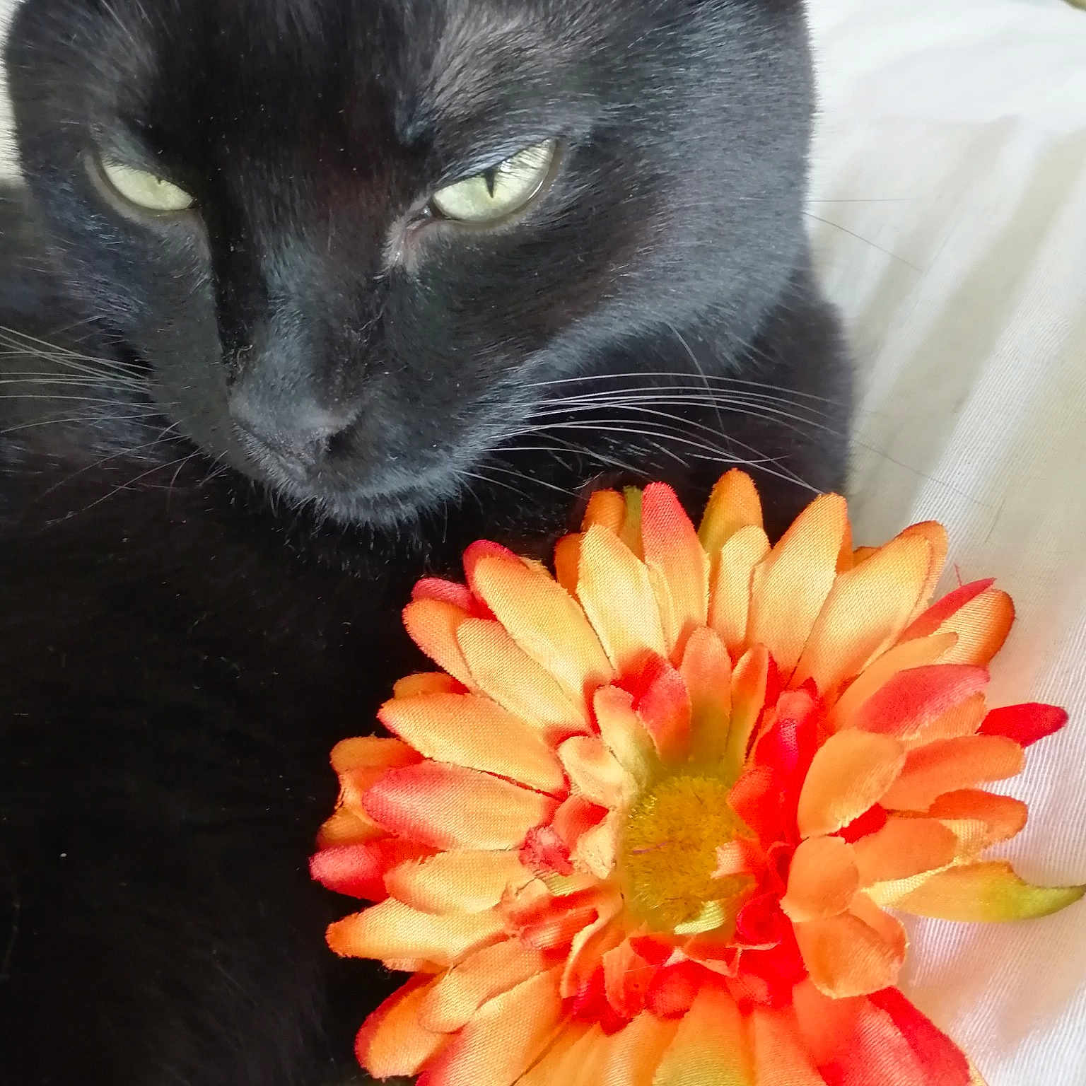 Cachou
