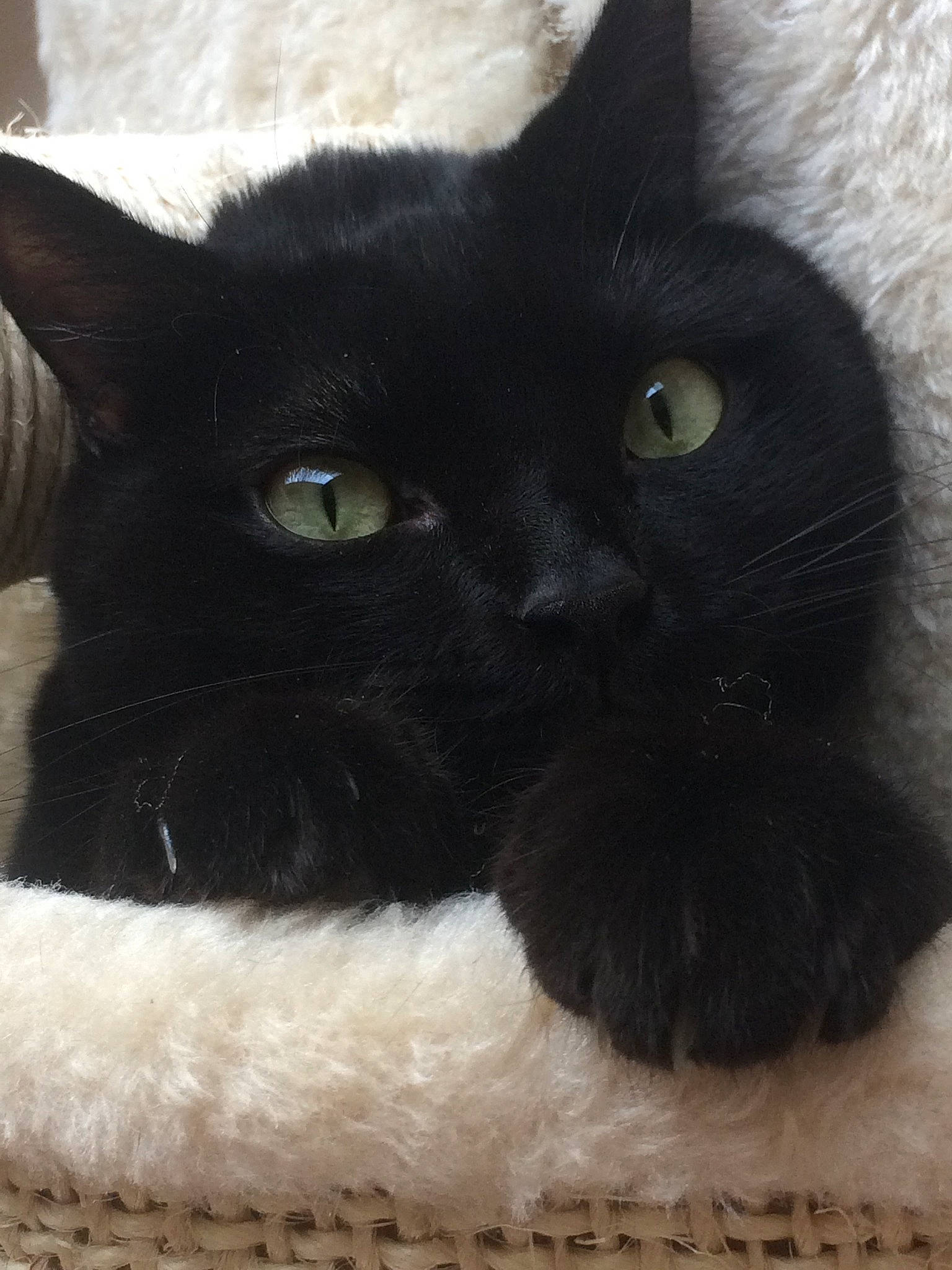 Cachou participe au concours pour gagner de l'argent avec cette photo : asian, black, black_and_white, black_cat, bombay, burmese, carnivore, cat, domestic_short_haired_cat, eye, felidae, fur, kitten, mammal, polydactyl_cat, small_to_medium_sized_cats, snout, vertebrate, whiskers
