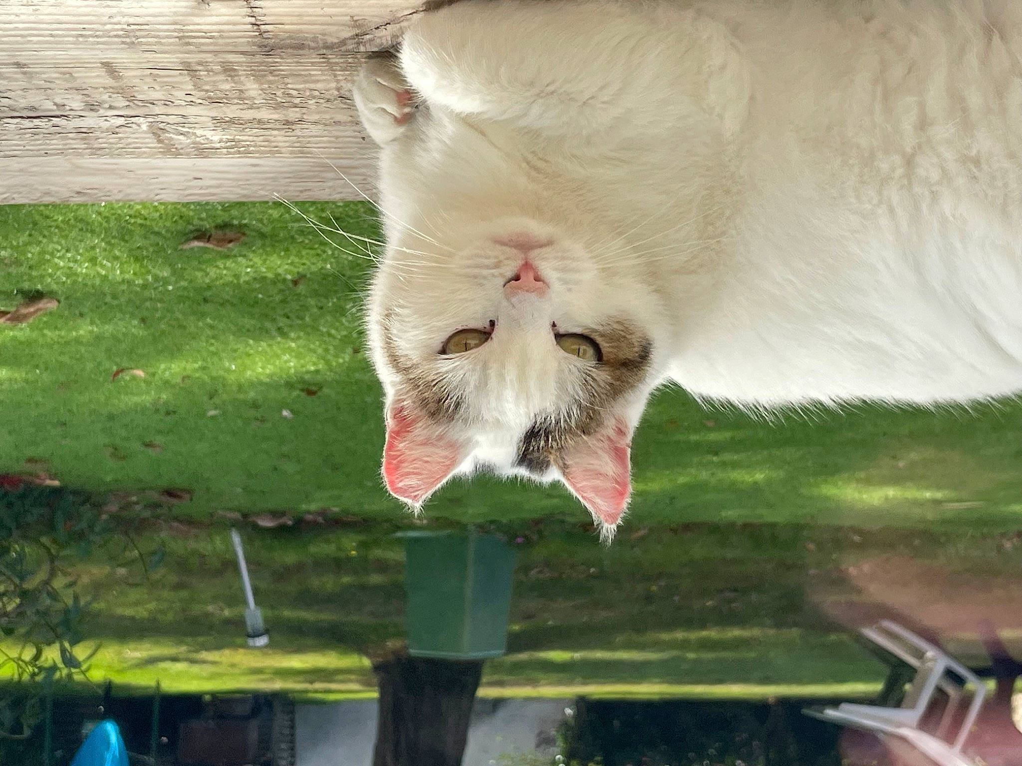 Princesse participe au concours pour gagner de l'argent avec cette photo : canidae, carnivore, cat, claw, domestic_short_haired_cat, fang, fawn, felidae, fur, grass, plant, small_to_medium_sized_cats, snout, tail, terrestrial_animal, whiskers, wildlife, zoo