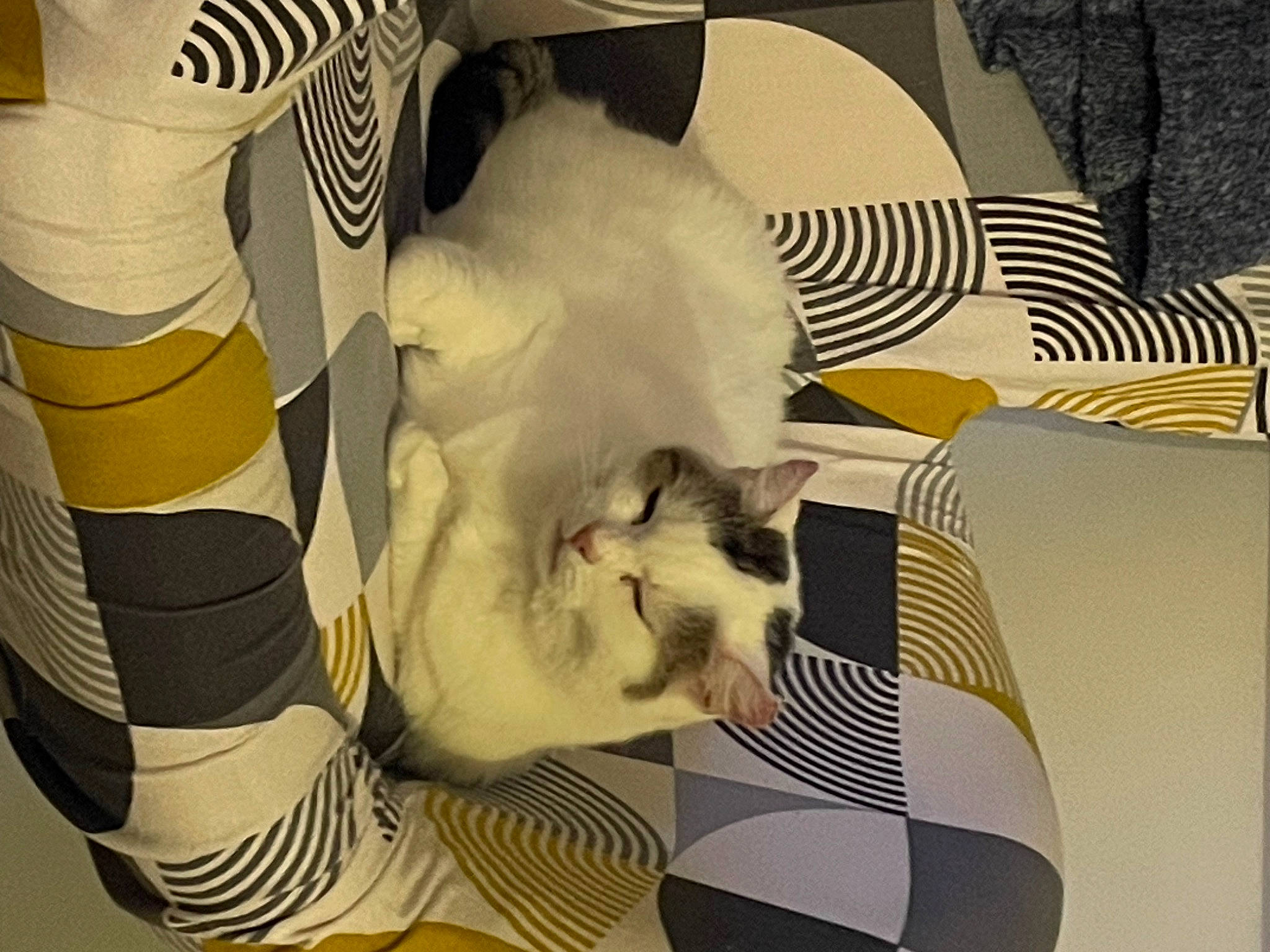 Princesse participe au concours pour gagner de l'argent avec cette photo : art, automotive_design, carnivore, cat, comfort, eyewear, felidae, font, fur, interior_design, linens, paper, pattern, room, small_to_medium_sized_cats, tail, textile, visual_arts, whiskers, white