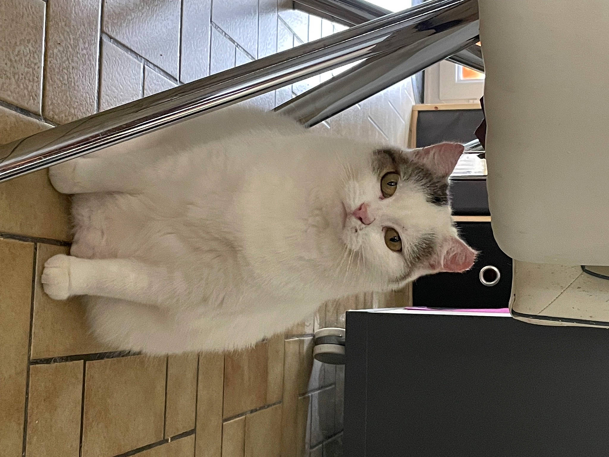 Princesse a rejoint le concours — aidez-le/la à gagner de superbes lots ! balinese, box, carnivore, cat, comfort, domestic_short_haired_cat, fawn, felidae, flooring, fur, hardwood, metal, paw, pet_supply, small_to_medium_sized_cats, snout, tail, whiskers, wood