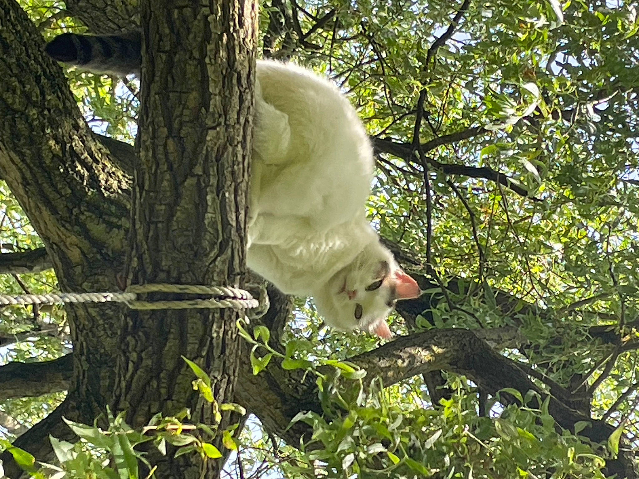 Princesse a rejoint le concours — aidez-le/la à gagner de superbes lots ! canidae, carnivore, companion_dog, fawn, forest, fur, grass, jungle, plant, sporting_group, tail, temperate_broadleaf_and_mixed_forest, terrestrial_animal, terrestrial_plant, tree, trunk, twig, wildlife, woodland