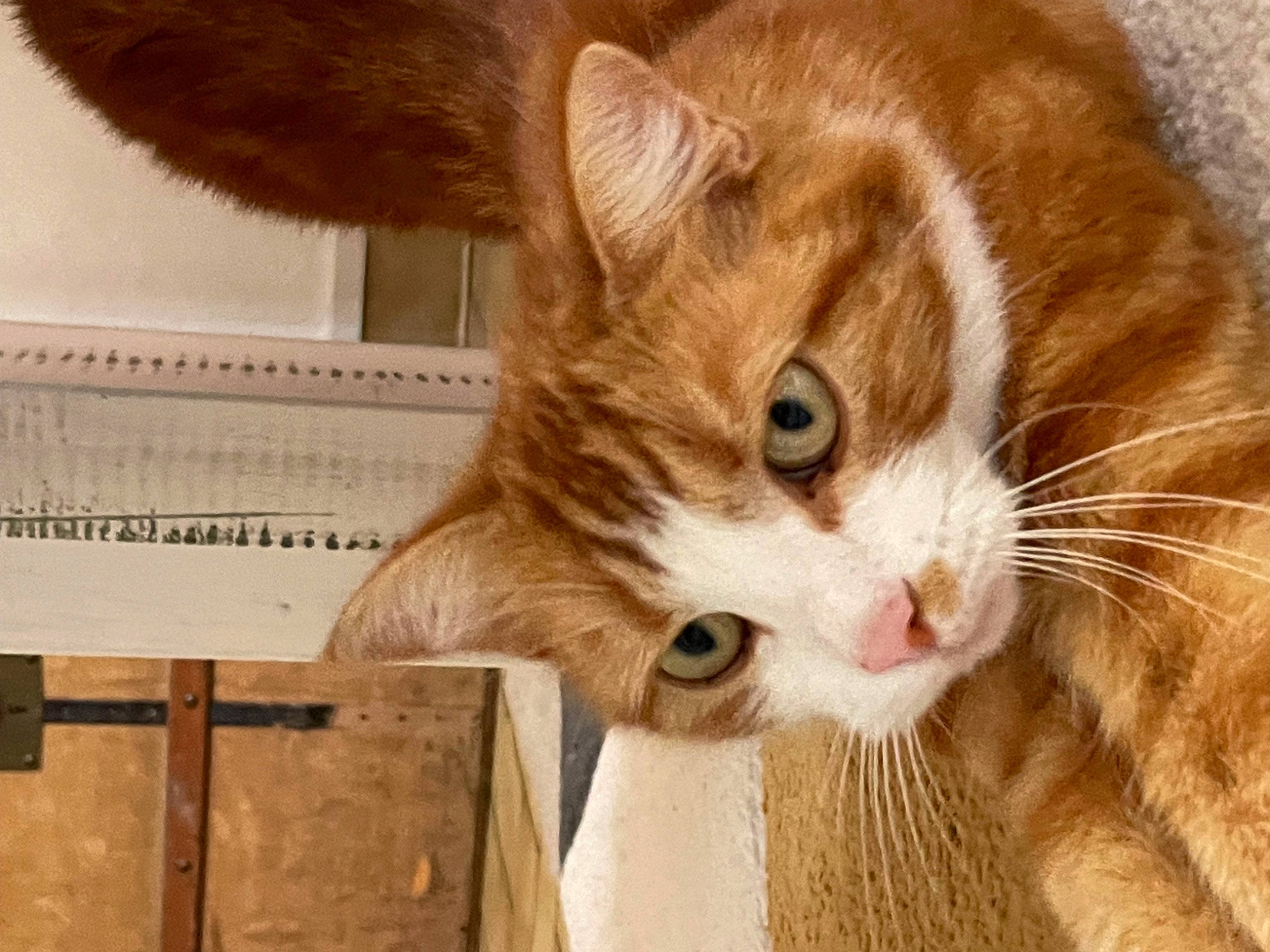 Ike participe au concours pour gagner de l'argent avec cette photo : carnivore, cat, claw, domestic_short_haired_cat, ear, fawn, felidae, flooring, fur, hardwood, paw, pet_supply, small_to_medium_sized_cats, snout, tail, whiskers, wood, wood_stain