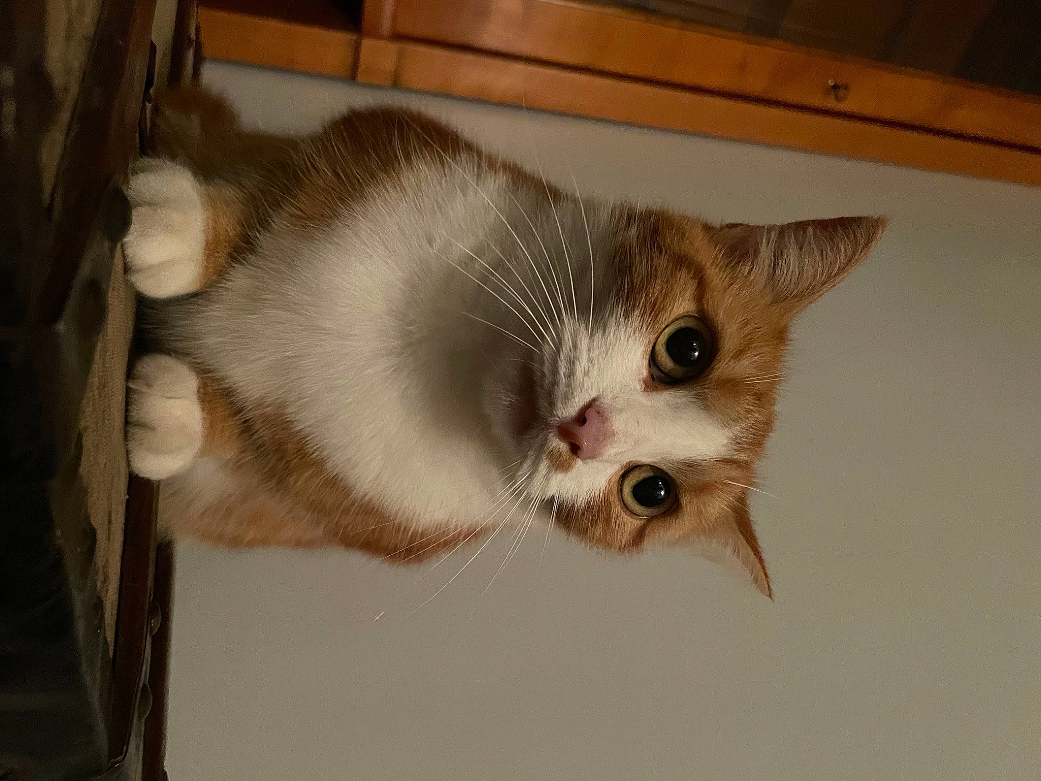 Ike a rejoint le concours — aidez-le/la à gagner de superbes lots ! carnivore, cat, domestic_short_haired_cat, fawn, felidae, fur, hardwood, paw, small_to_medium_sized_cats, snout, tail, whiskers, wood