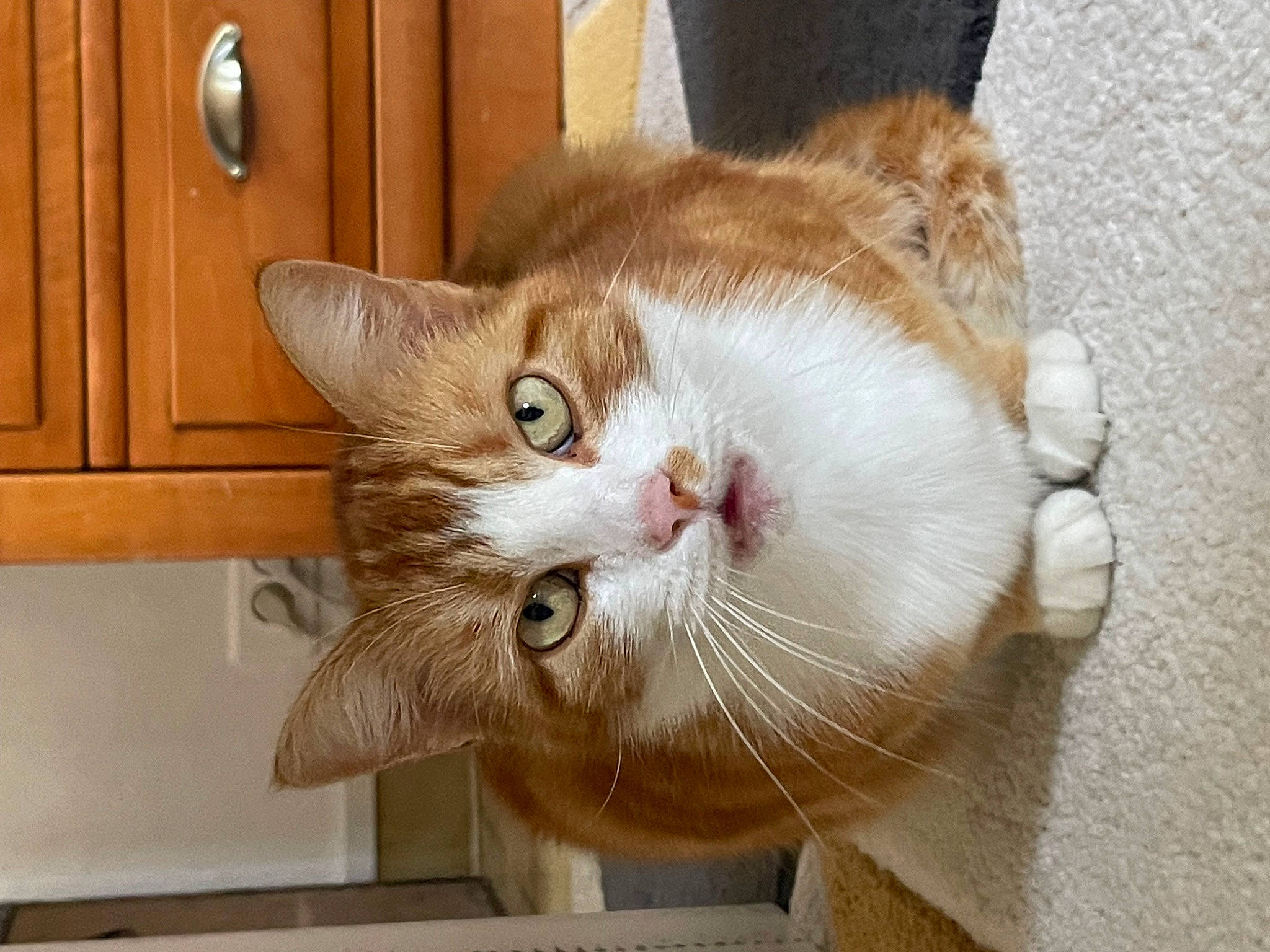 Ike participe au concours pour gagner de l'argent avec cette photo : cabinetry, carnivore, cat, comfort, domestic_short_haired_cat, door, drawer, ear, fawn, felidae, fur, hardwood, home_door, paw, small_to_medium_sized_cats, snout, tail, whiskers, wood