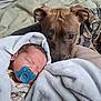 baby, newborn, infant, sleeping, pacifier, dog, pet, blanket, cozy, bed, snout, ears, portrait, cute, close_up, camo_clothing, soft_texture, living_room, timestamp, watchful_dog