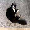 Oreo joined the competition — help win amazing prizes! cat, black_and_white, fluffy, carpet, floor, playful, tongue_out, wide_eyes, pet, animal, indoor, fur, whiskers, paws, tail, home, texture, relaxed, cute, surprised