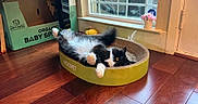 Oreo joined the competition — help win amazing prizes! animal, black_and_white, cardboard_box, cat, cozy, domestic, feline, flower_pot, fur, home, houseplant, indoor, pet_bed, playful, relaxed, resting, scratcher, sunlight, window, wooden_floor