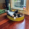 cat, black_and_white, pet_bed, scratcher, wooden_floor, window, cardboard_box, flower_pot, indoor, relaxed, feline, houseplant, sunlight, home, cozy, animal, playful, domestic, fur, resting