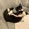 animal, black_and_white, cat, couch, cozy, curious, cute, domestic_cat, fur, indoor, kitten, paper, paws, pet, playful, relaxed, resting, small, soft, whiskers
