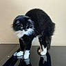 Oreo is registered to the contest to win money with this photo: cat, black_and_white, fluffy, reflection, standing, indoor, feline, whiskers, curious, tail, paws, fur, pet, animal, looking_down, closeup, mammal, domestic, household, quiet