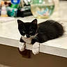 Oreo is registered to the contest to win money with this photo: animal, black_and_white, cat, closeup, countertop, curious, cute, domestic, feline, indoor, kitchen, kitten, looking, lying_down, pet, resting, small, whiskers, white_paws, young_cat
