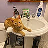 Nacho joined the competition — help win amazing prizes! bathroom, bathroom_sink, cat, cleaning_supplies, curious, curious_cat, domestic, feline, household, indoor, orange_cat, pet, plants, potted_plants, sink, tiled_floor, toilet, toilet_brush, toilet_paper, trash_can