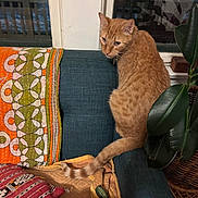Nacho is registered to the contest to win money with this photo: cat, ginger_cat, indoor, couch, blanket, patterned_blanket, plant, leafy_plant, window, home_interior, furniture, pet, curious, cozy, resting, domestic, tail, orange_fur, looking_back, textile