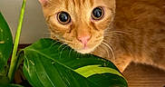 Nacho joined the competition — help win amazing prizes! animal, cat, closeup, curious, cute, ears, eyes, face, feline, green_leaves, houseplant, indoor, leaf, nature, orange_cat, pet, plant, tabby_cat, whiskers, wooden_floor
