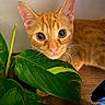 Nacho joined the competition — help win amazing prizes! cat, orange_cat, tabby_cat, pet, animal, whiskers, ears, green_leaves, houseplant, indoor, curious, closeup, face, eyes, wooden_floor, nature, feline, plant, leaf, cute