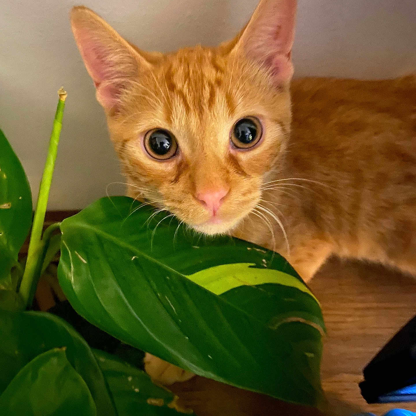 Nacho joined the competition — help win amazing prizes! cat, orange_cat, tabby_cat, pet, animal, whiskers, ears, green_leaves, houseplant, indoor, curious, closeup, face, eyes, wooden_floor, nature, feline, plant, leaf, cute