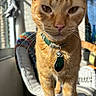 Nacho joined the competition — help win amazing prizes! cat, orange_tabby, close_up, collar, pet_tag, wicker_chair, indoor, sunlight, whiskers, feline, curious, animal, domestic_cat, fur, portrait, colorful_background, focus, pet, home, window