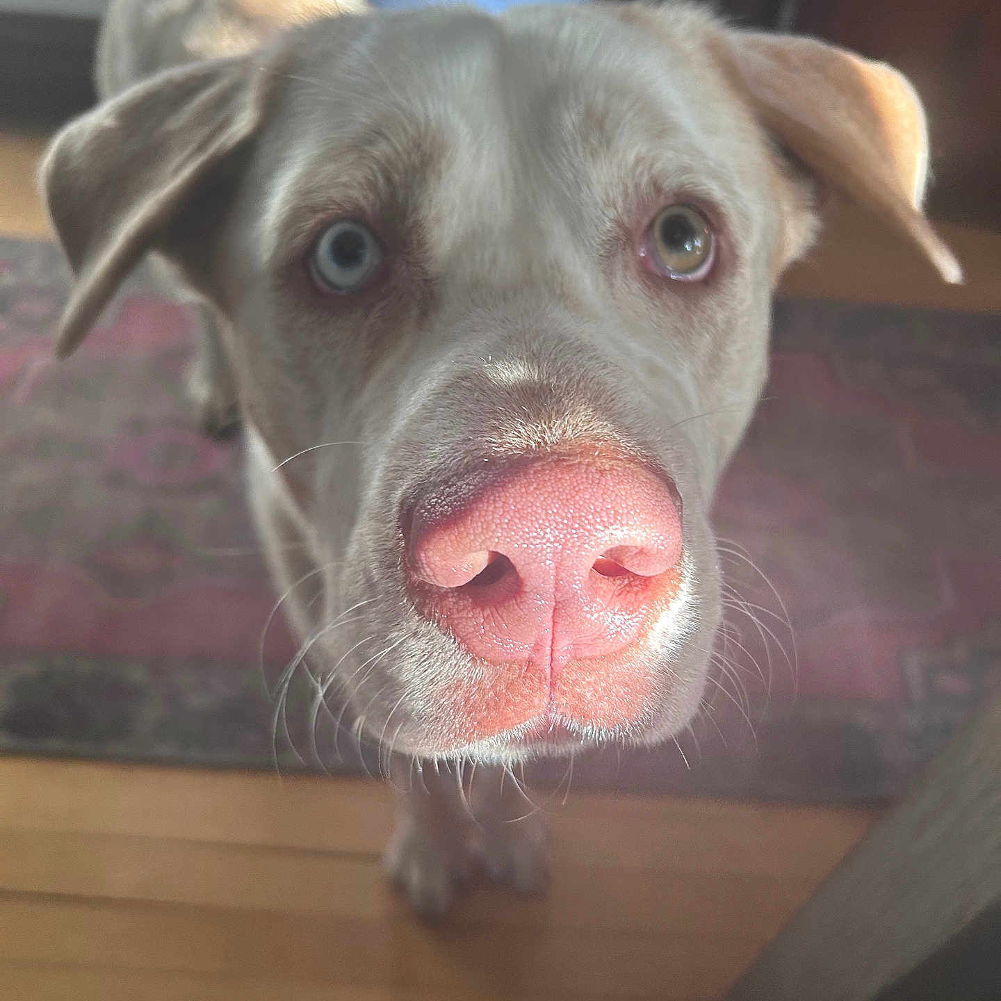 Frankie