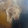 dog, sleeping, blanket, yellow, light, sunlight, indoor, cozy, resting, paw, human_arm, comfort, relaxation, furniture, soft_light, peaceful, quiet, warmth, fabric, texture