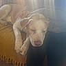 dog, sleeping, blanket, yellow, hand, arm, person, indoor, sunlight, rays, soft_light, cozy, resting, fur, closed_eyes, comfort, home, couch, warm, relaxed